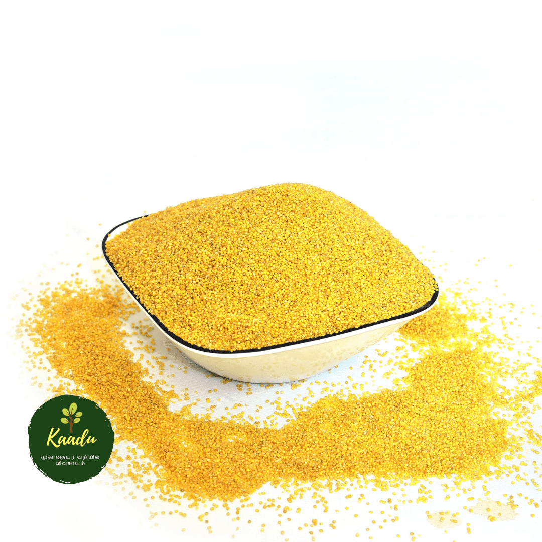 Foxtail millet/ thinai kept in a bowl