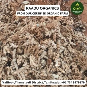 Feb25 Lakadong turmeric rhizomes